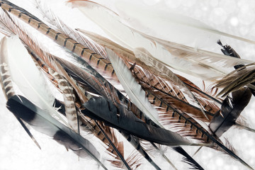 feathers over white