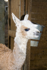 A llama (Lama glama) some minutes after birth