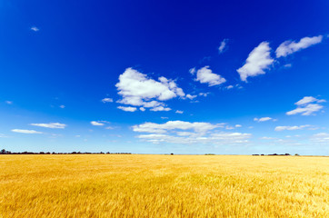 Naklejka premium Wheat field against a blue sky