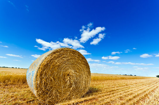 Hay bale in a field under a blue sky