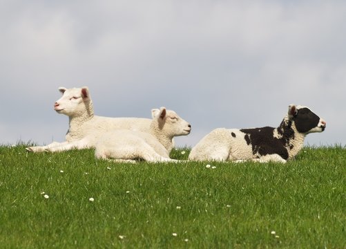 Schafe auf dem Deich