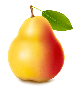 Fresh pear isolated on a white background. Vector.