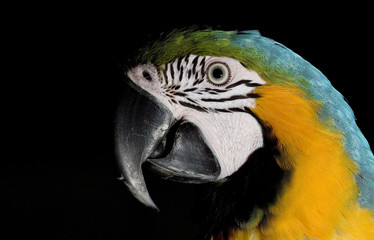 Parrot portrait