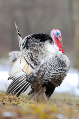 Turkey-cock