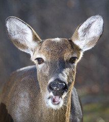 Fototapeta premium Gabby female