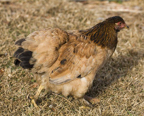 Walking hen