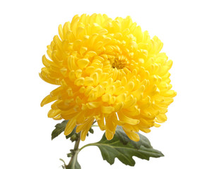 Yellow autumn chrysanthemum isolated on white