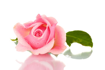 Naklejka premium Pink rose isolated on white