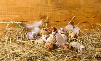 quail eggs in a nest on wooden background