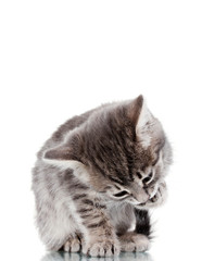 Fototapeta premium Beautiful gray kitten isolated on white