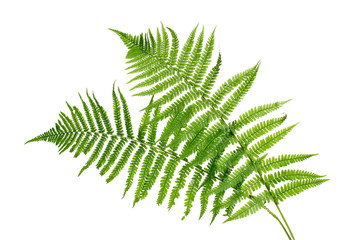 Two green leaves of fern isolated on white