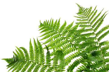 Three green leaves of fern isolated on white - obrazy, fototapety, plakaty