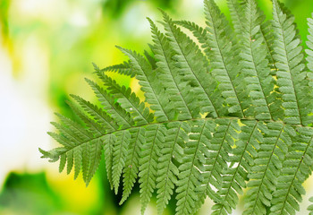 Two leaves of fern on green background