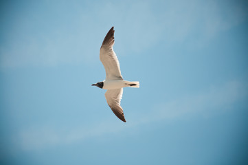 Fototapeta na wymiar Lone Seagull Flying on a Clear Day Letniej