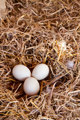 Duck eggs on chaff
