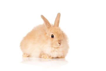 Cute rabbit