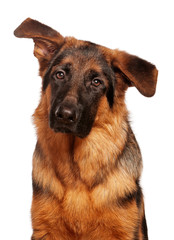 German shepherd