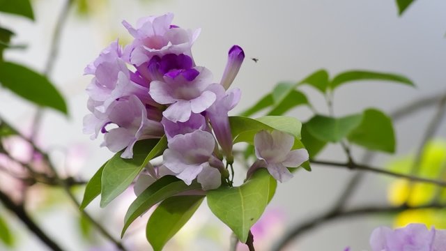 Garlic Vine Flower