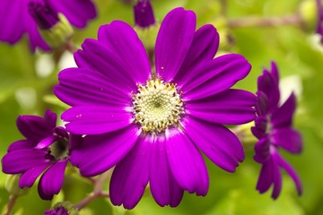 Obraz premium サイネリア