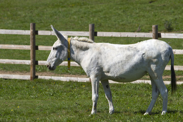 donkeys on a farm