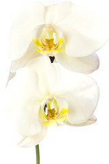 Fototapeta na wymiar White orchid.