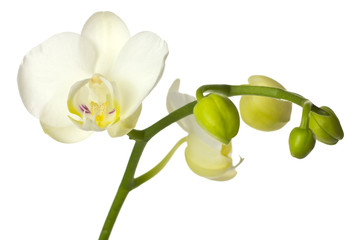 White orchid with buds.