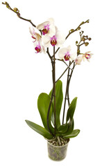 Obraz na płótnie Canvas White orchid.