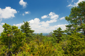 Forest in the Haute Provence