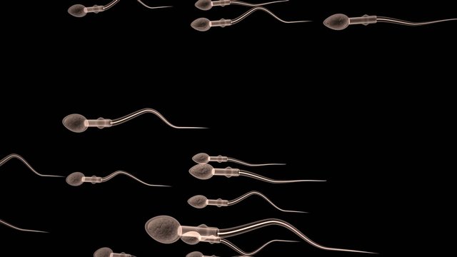 spermatozoi 3d
