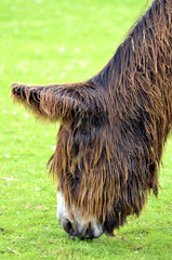 Profile portrait of Poitevin donkey grazing
