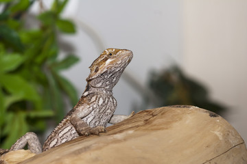 Unhappy bearded dragon showing black belly markings