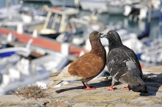 Closeup pair of pigeons courting