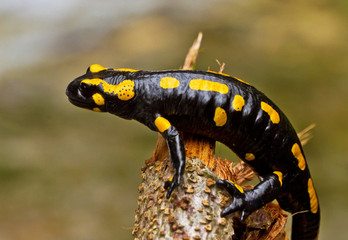 Feuersalamander