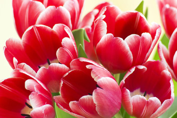 Panele Szklane Podświetlane  red tulips