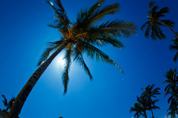 Tropical Night Sky, Palm Trees and Moon