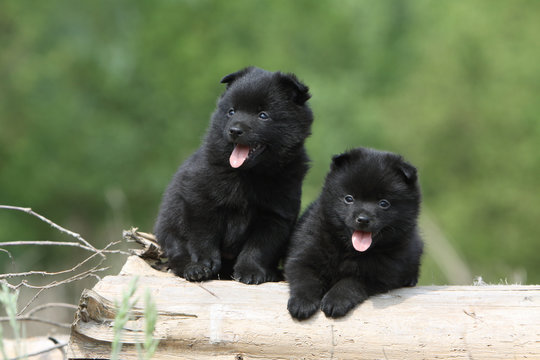 mim&eacute;tisme de deux chiots schipperke