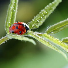 ladybug with water drop on green leaf