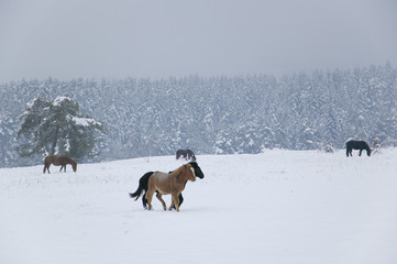 Naklejka premium Wild horses