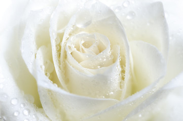 white rose