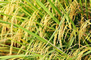 rice plant