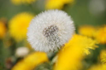 pusteblume,löwenzahn