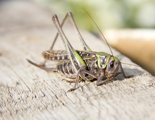 locust