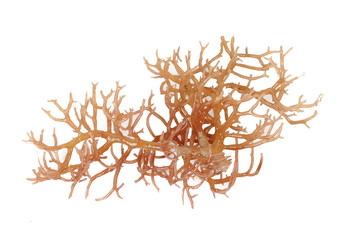 fresh bright brown seaweed © antonihalim