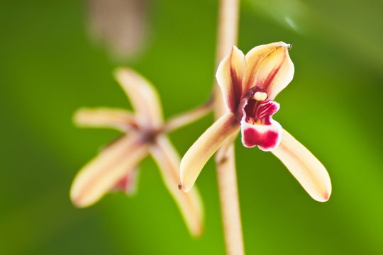 cymbidum finlaysonianum...orchid in Thailand