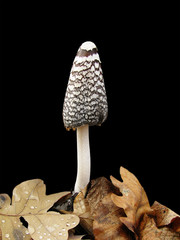 Poisonous mushroom on a black background