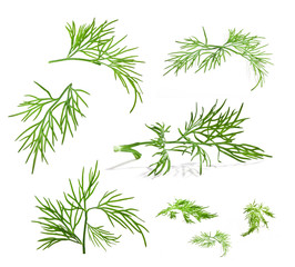 Dill isolated on white background