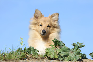 berger des Shetland de face