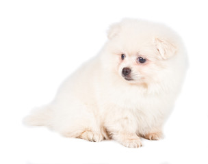 Pomeranian Spitz puppy on a white background