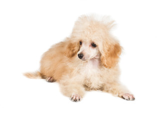 Apricot poodle puppy portrait on a white background