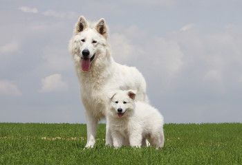maman berger blanc et son chiot debout ensemble